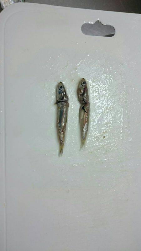 太刀魚はもう少しかな