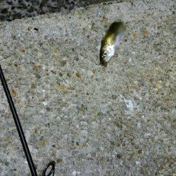 仕事帰りにタッチー調査。