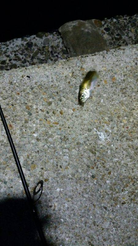 仕事帰りにタッチー調査。