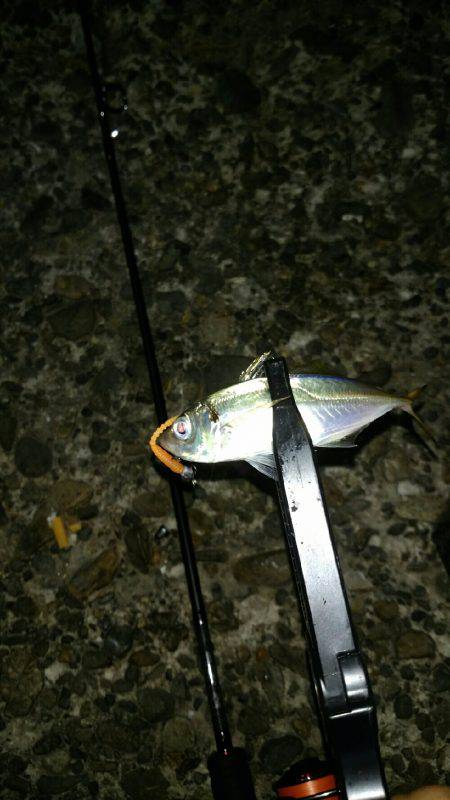 アジング中毒!!