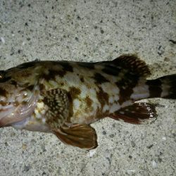 久々アジング！