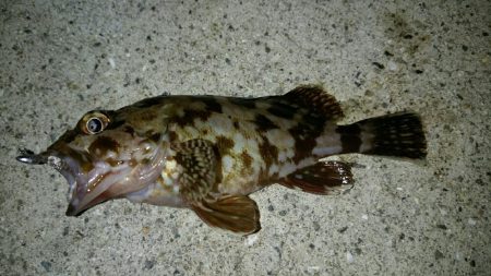 久々アジング！