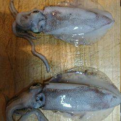 ダイソーの エギで釣れた