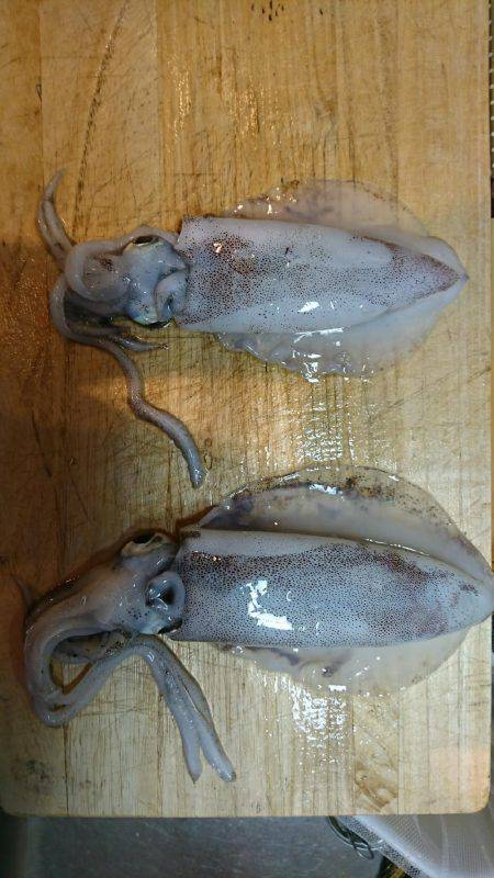 ダイソーの エギで釣れた