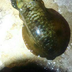 今日は渋かった