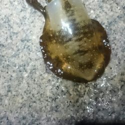 やっぱり面白い。