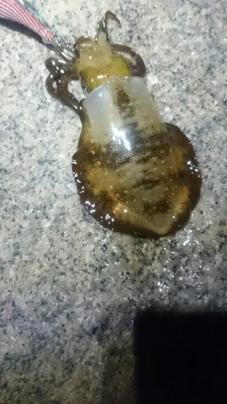 やっぱり面白い。