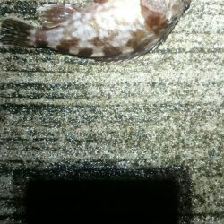 雨でも釣ります。