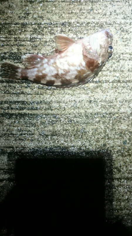 雨でも釣ります。