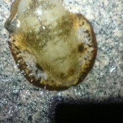 オールリリース