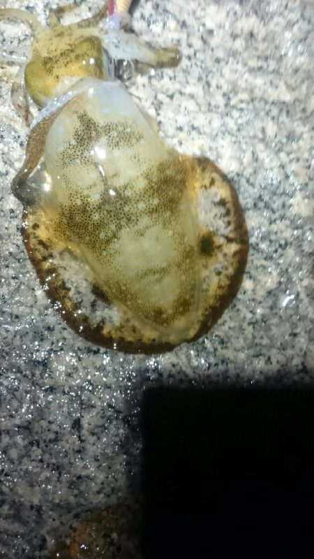 オールリリース