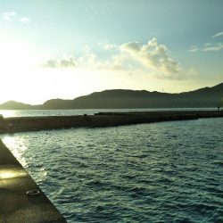 阿南市の椿泊でタチウオ好調