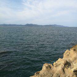 アオリイカ調査