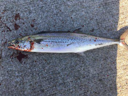 サゴシとタチウオ96cm