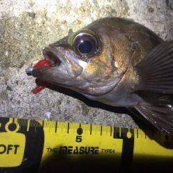 久しぶりのアジング