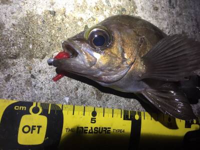 久しぶりのアジング