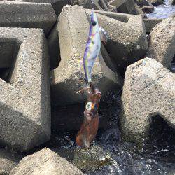 今シーズン初の秋イカ