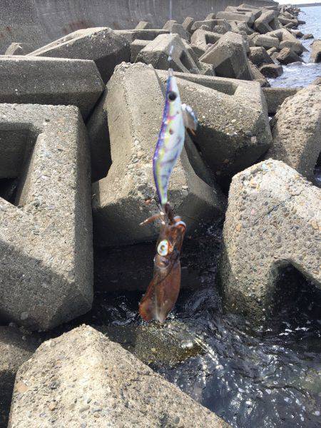 今シーズン初の秋イカ