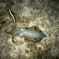 アオリイカ解禁