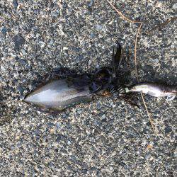 サイトで釣れましたー