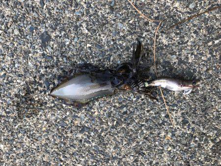 サイトで釣れましたー