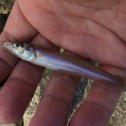 五目釣りならず