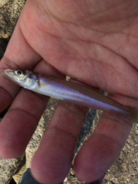 五目釣りならず