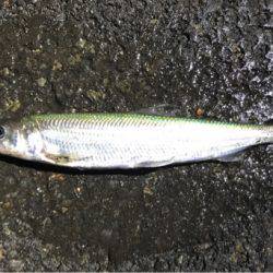 苫小牧にてロックフィッシュをバーチカルに狙う