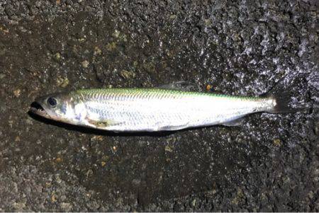 苫小牧にてロックフィッシュをバーチカルに狙う