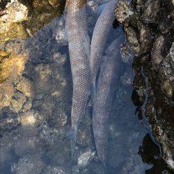 ライトショアジギング