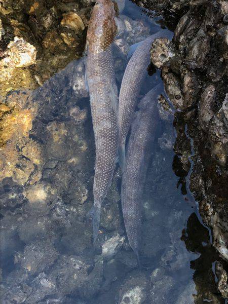 ライトショアジギング