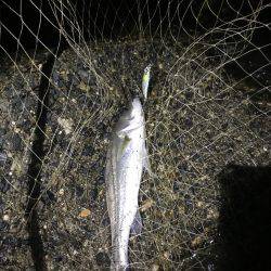 チーバス入れ食い