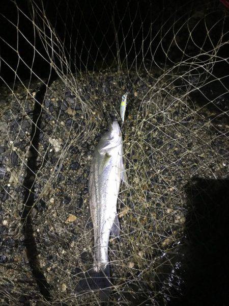 チーバス入れ食い