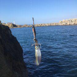 朝一のエギング