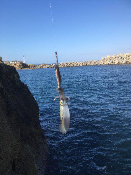 朝一のエギング