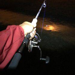 シーバス釣れた！