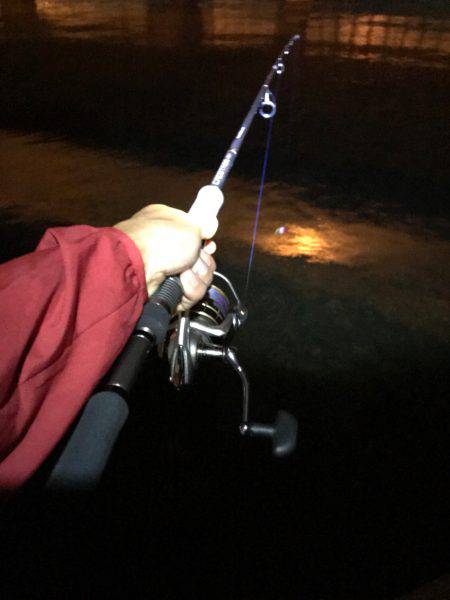 シーバス釣れた！