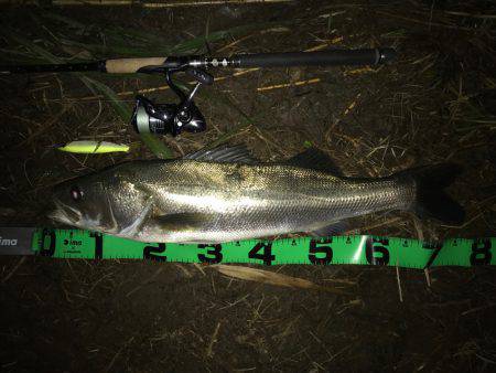 ジョイントルアー