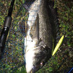 シーバスのつもりがチヌ