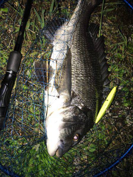 シーバスのつもりがチヌ