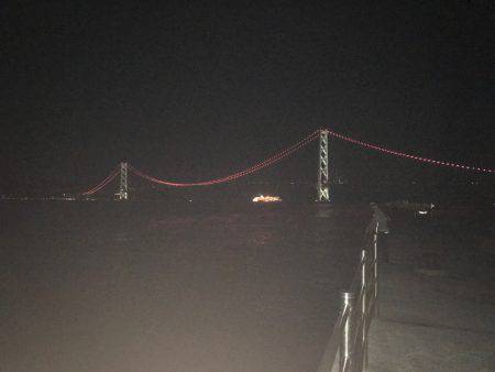 アオリイカを求めて