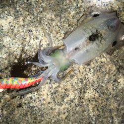 明石周辺エギング