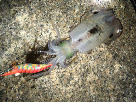 明石周辺エギング