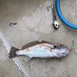 太刀魚  大潮  リタックル