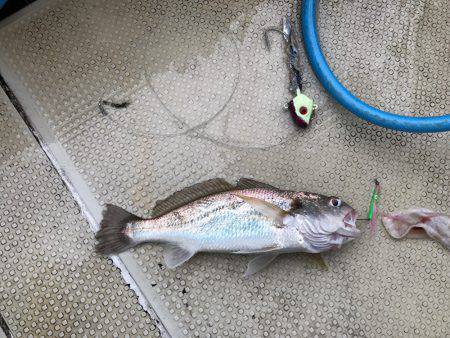 太刀魚  大潮  リタックル