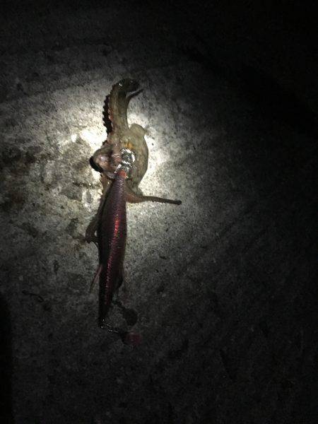 大潮、満月❗️