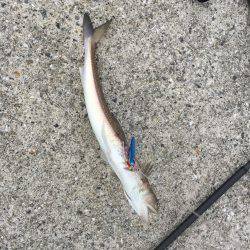 サゴシはノーサンキュー