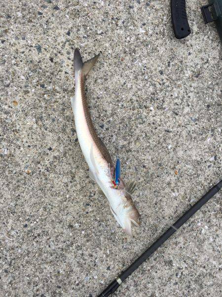 サゴシはノーサンキュー