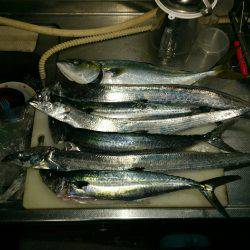 早朝ショアジギング