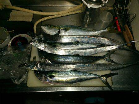 早朝ショアジギング